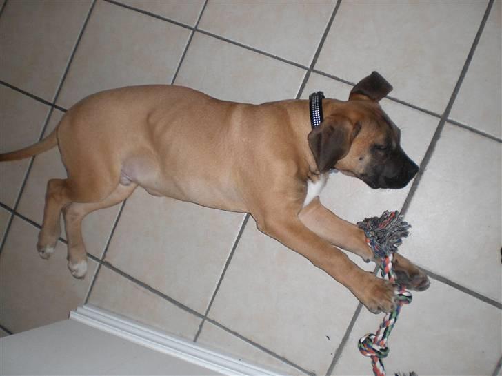 Boerboel Anton billede 3