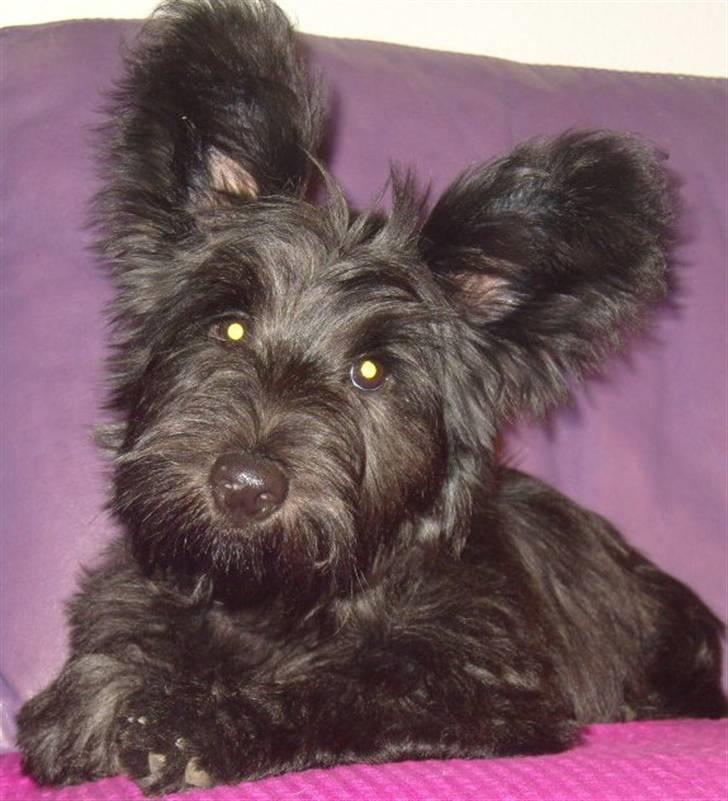 Skye terrier Divia - 4 mdr gammel billede 3