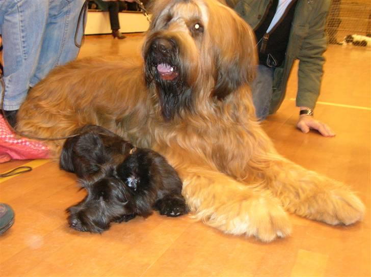 Skye terrier Divia - Divia med Daigo på udstilling i Køge  billede 4