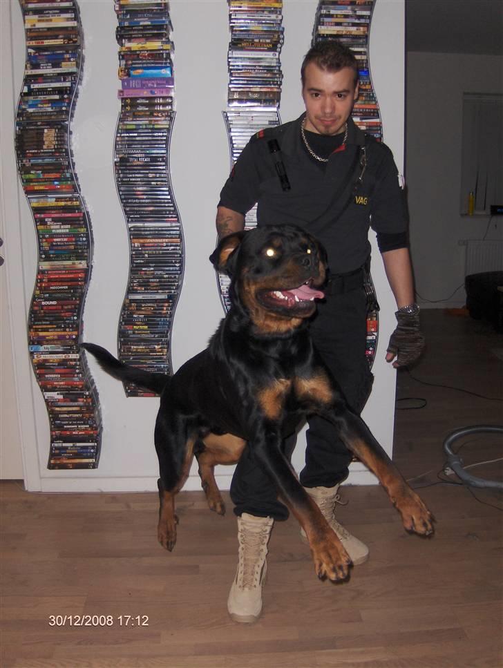 Rottweiler Tayson - en flyvende rottweiler i snor.. :P billede 8