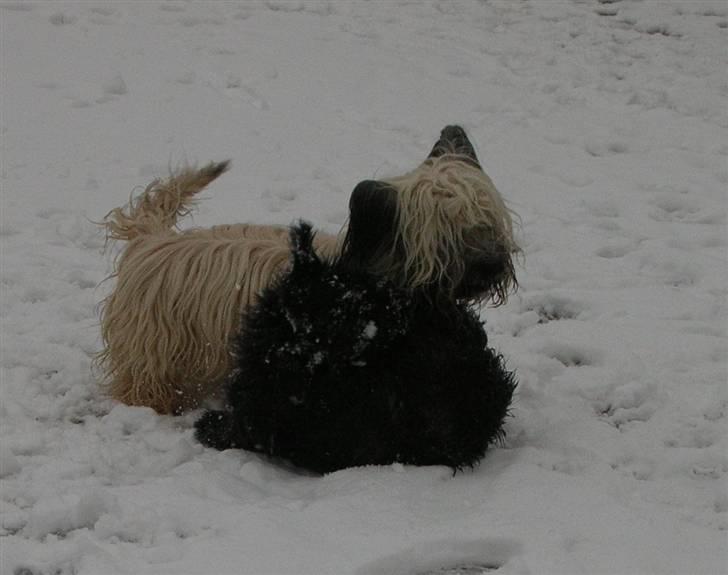 Skye terrier Divia - Divia og Darling billede 5