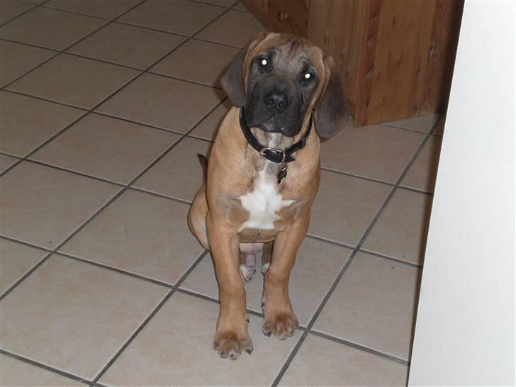 Boerboel Anton billede 4
