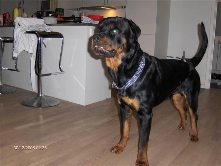 Rottweiler Tayson - vi SKAL lege "søster" billede 9