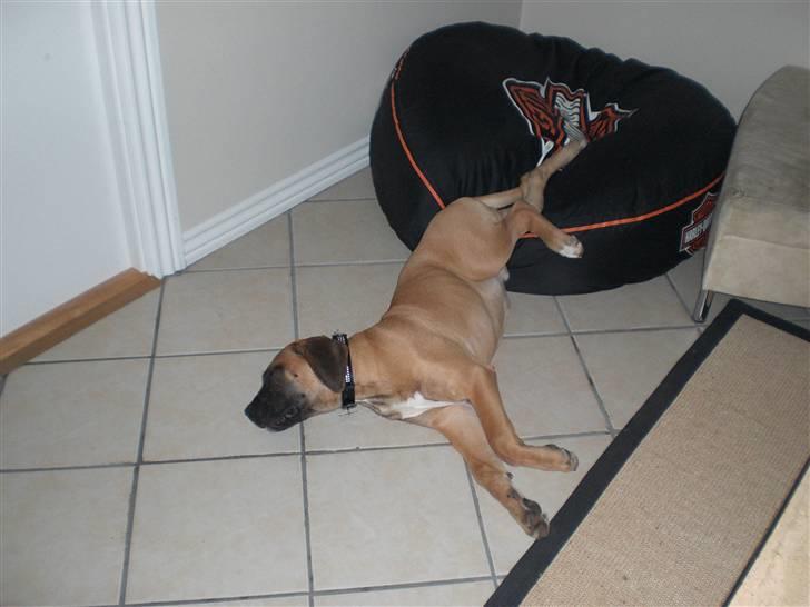 Boerboel Anton billede 5
