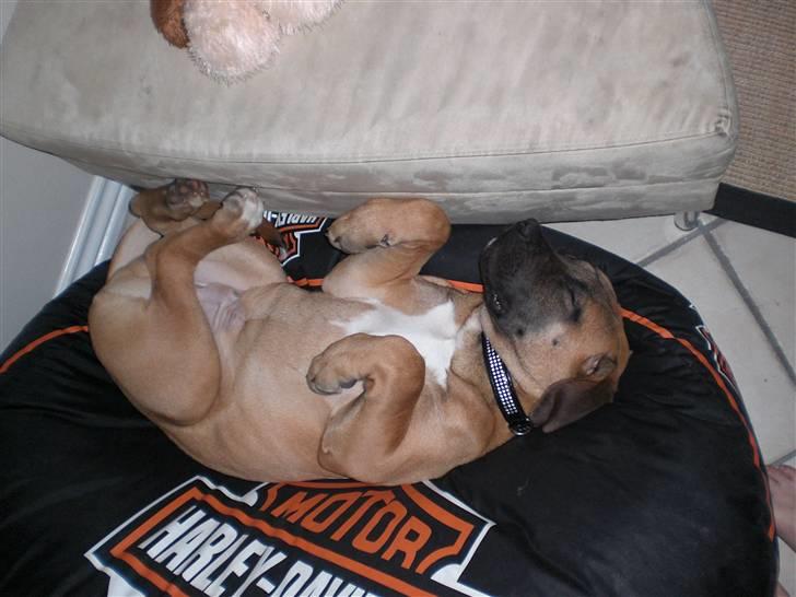 Boerboel Anton billede 6