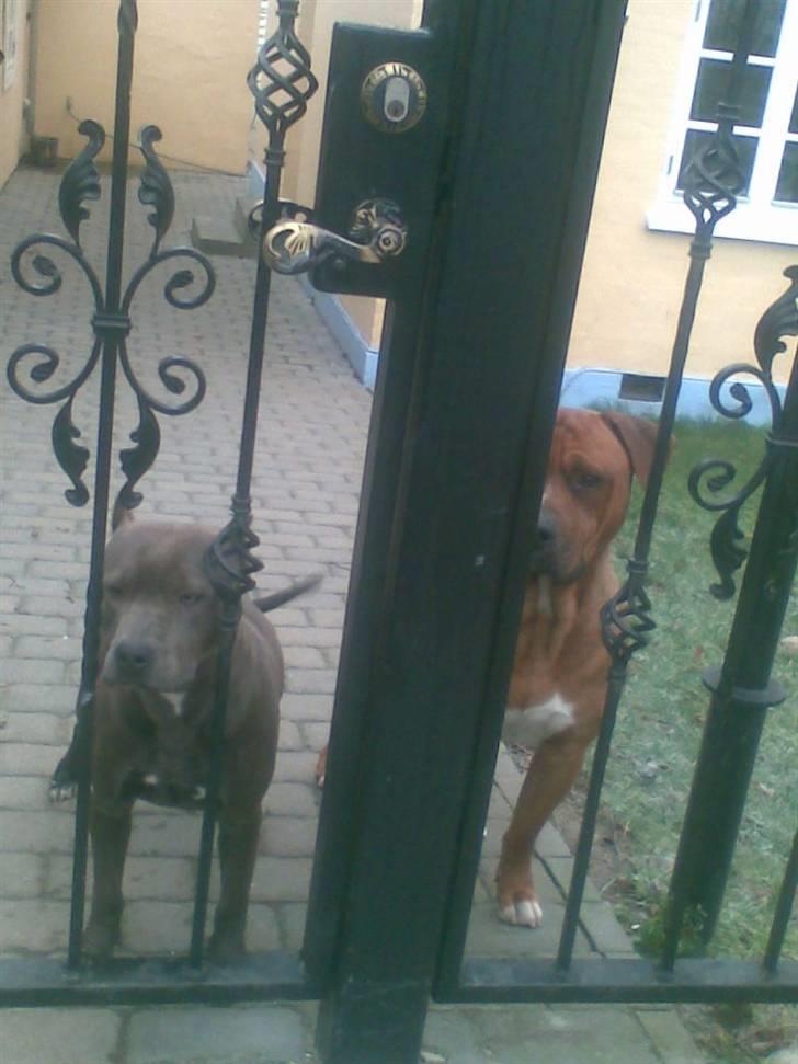 Amerikansk staffordshire terrier Duman  billede 6