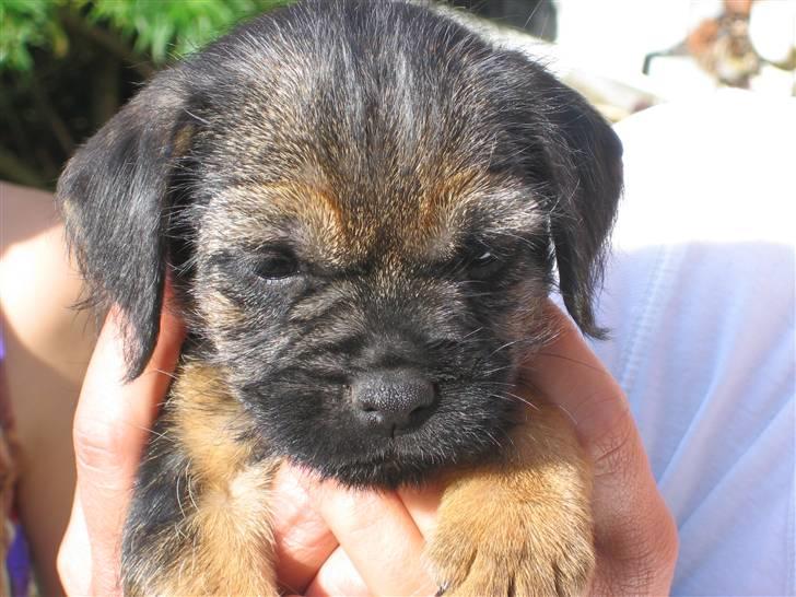 Border terrier kalikama moonfleet  billede 1