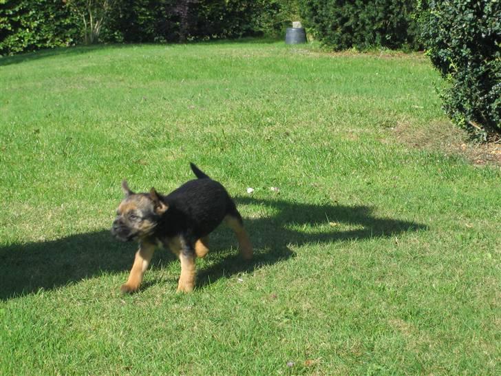 Border terrier kalikama moonfleet  billede 2