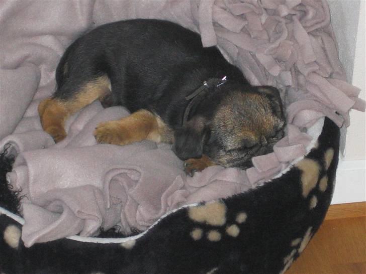 Border terrier kalikama moonfleet  billede 3