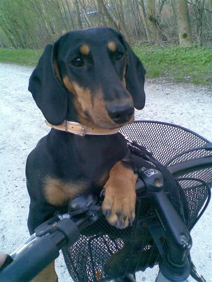 Gravhund Cille - Velkommen billede 1