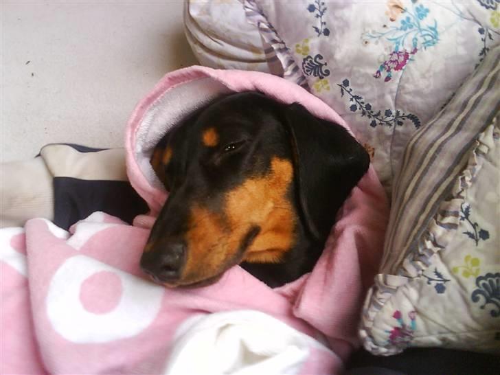 Gravhund Cille billede 2