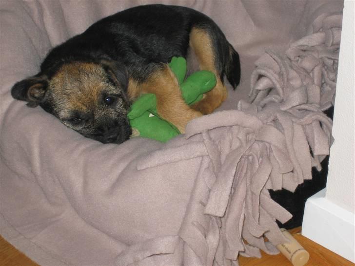 Border terrier kalikama moonfleet  billede 4