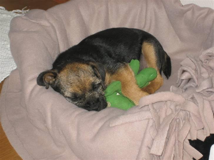 Border terrier kalikama moonfleet  billede 5