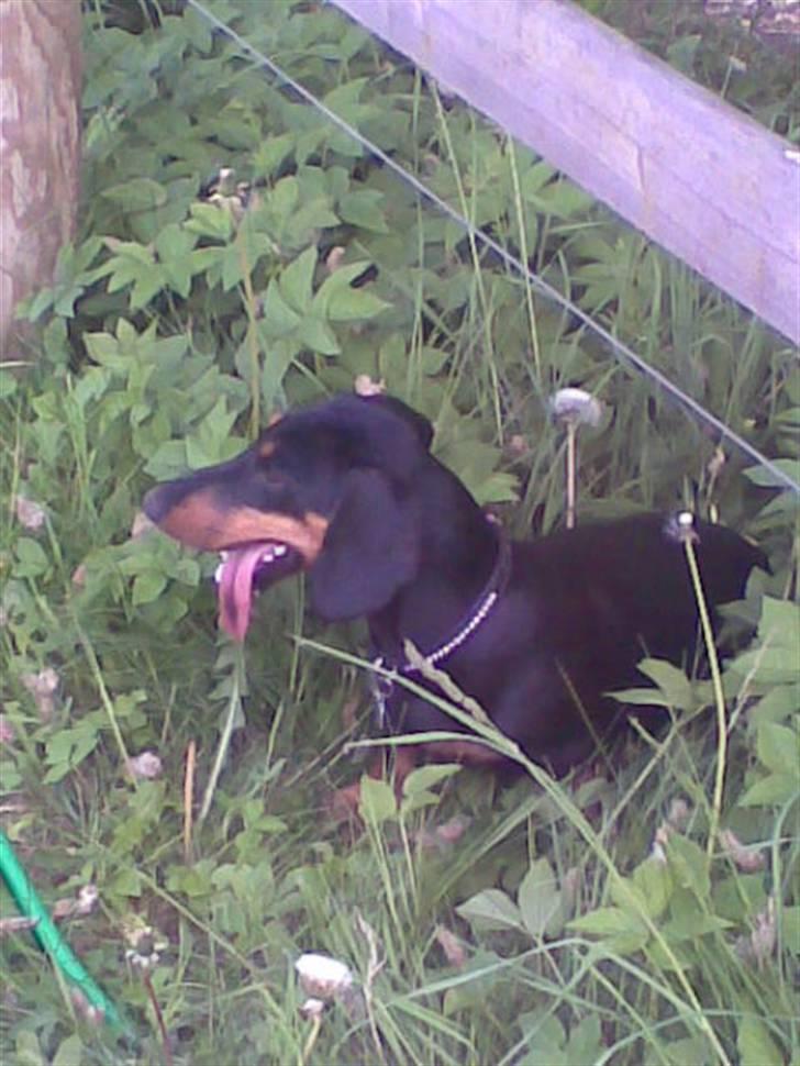 Gravhund Cille - ude og gå tur på foldene billede 3