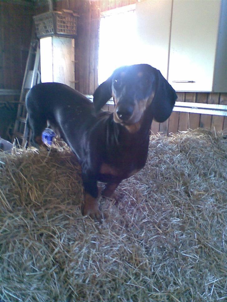 Gravhund Cille - cille i stalden billede 4