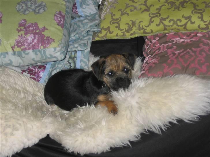 Border terrier kalikama moonfleet  billede 6