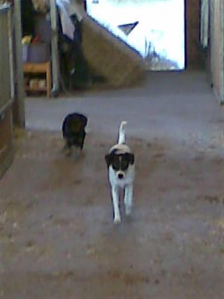 Gravhund Cille - cille og balue i stalden billede 5