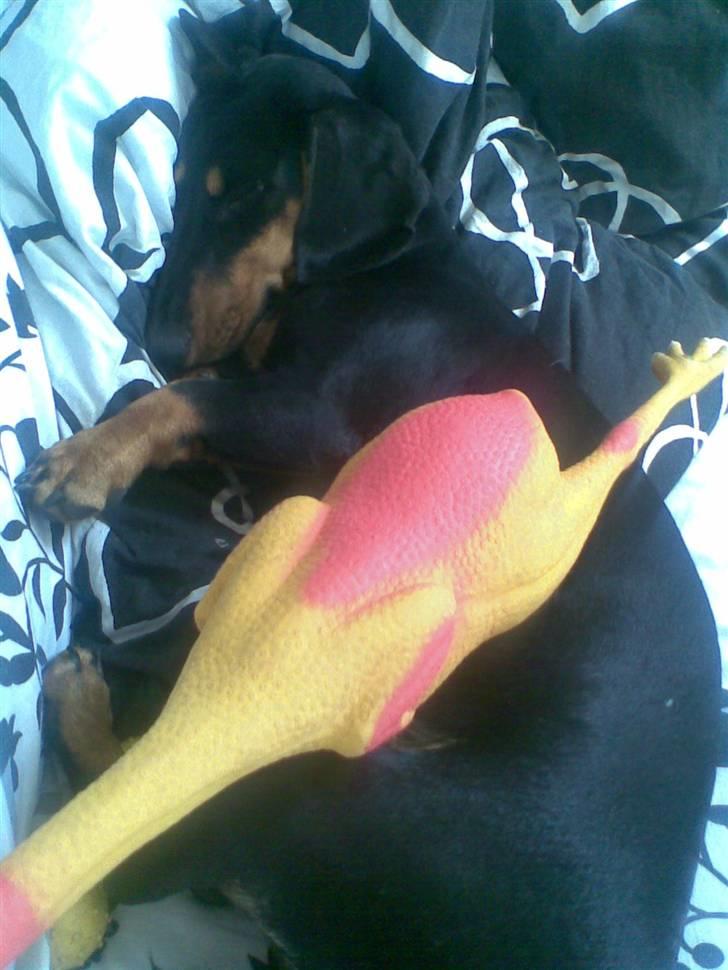 Gravhund Cille billede 6