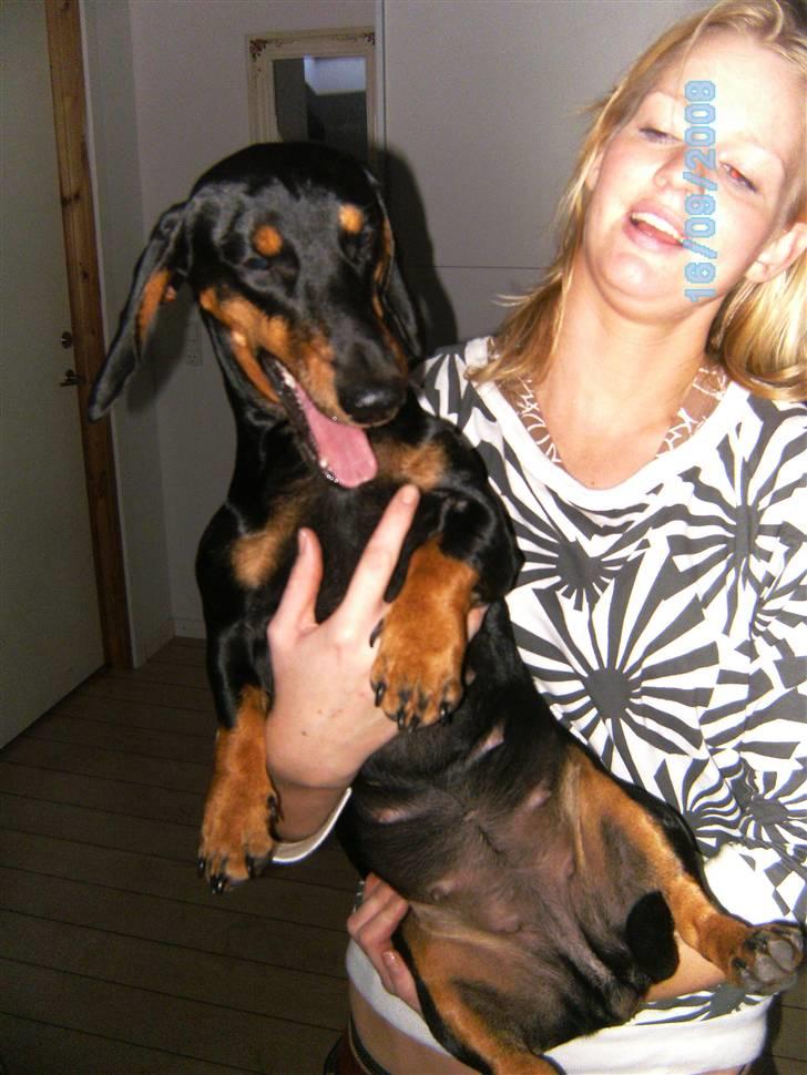 Gravhund Cille billede 7