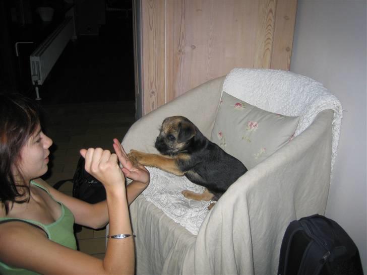 Border terrier kalikama moonfleet  billede 7