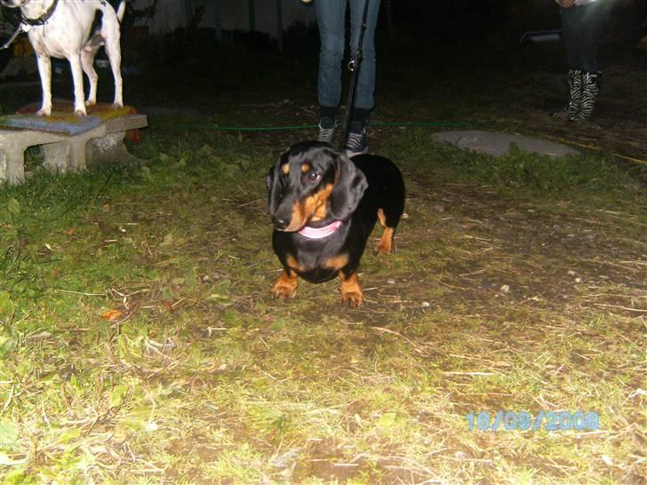 Gravhund Cille billede 8