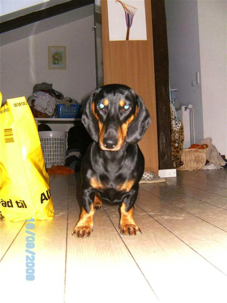 Gravhund Cille billede 9