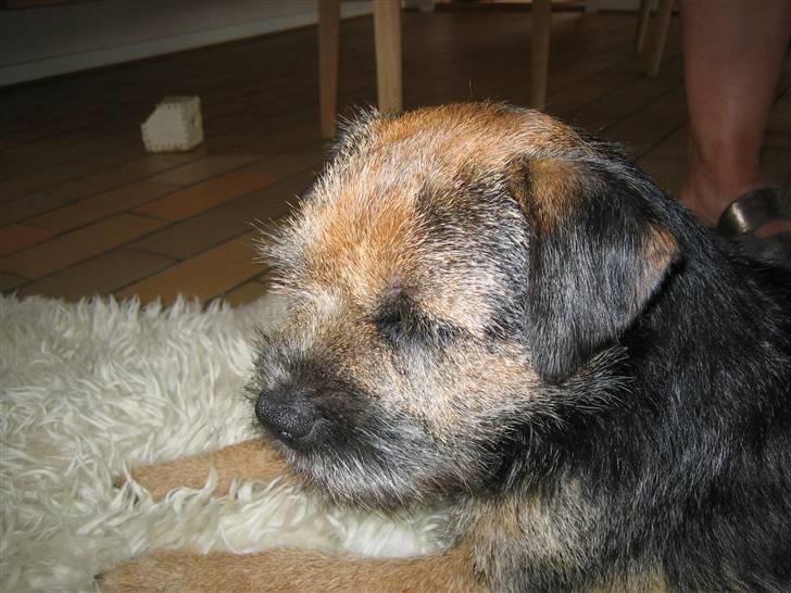 Border terrier kalikama moonfleet  billede 8