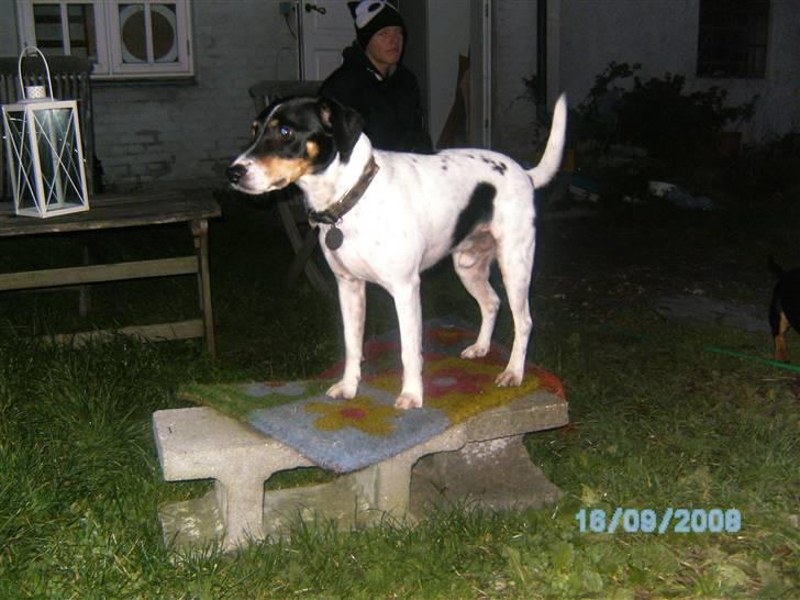 Dansk svensk gaardhund Balue - Velkommen billede 1