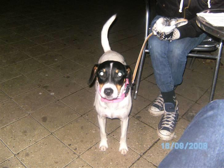 Dansk svensk gaardhund Balue - balue og cille har fået byttet halsbånd billede 2