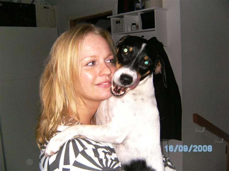 Dansk svensk gaardhund Balue billede 3