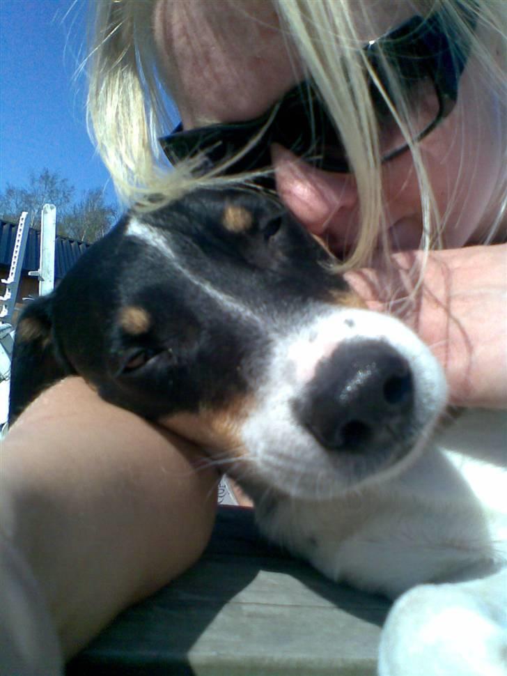 Dansk svensk gaardhund Balue - en varm sol dag billede 4