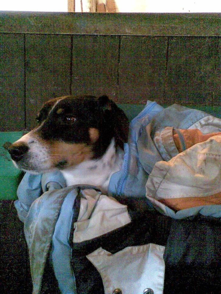 Dansk svensk gaardhund Balue billede 5