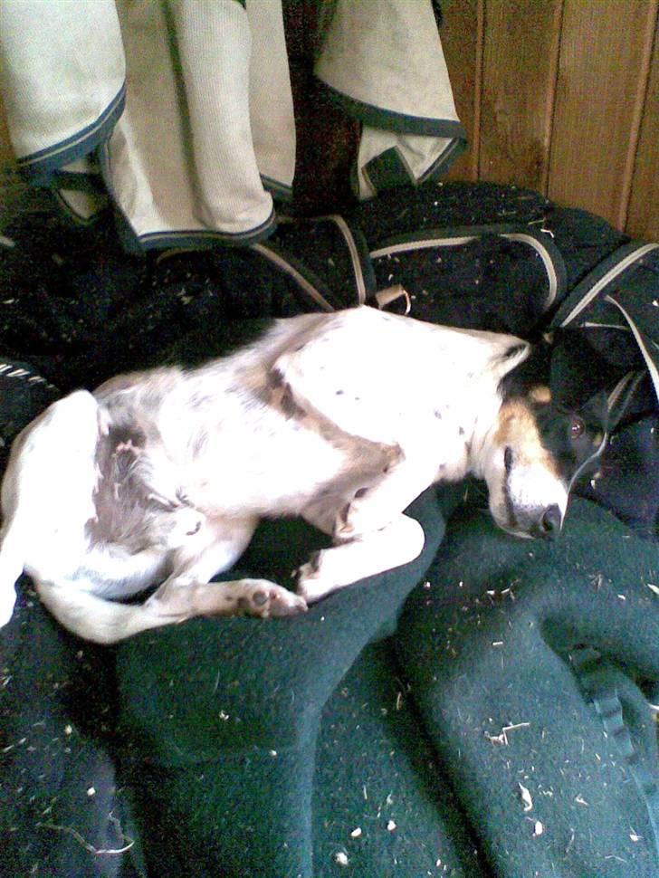 Dansk svensk gaardhund Balue - balue ligger på alle dækkene billede 6