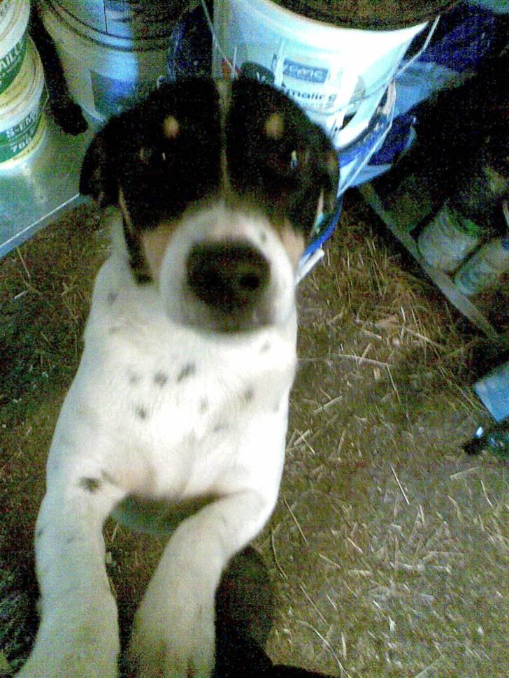 Dansk svensk gaardhund Balue billede 7