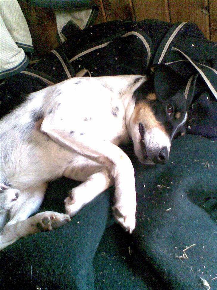 Dansk svensk gaardhund Balue - balue på alle dækkene billede 8