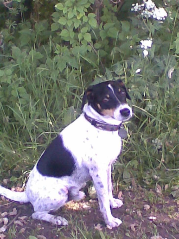 Dansk svensk gaardhund Balue - ude og gå tur billede 9