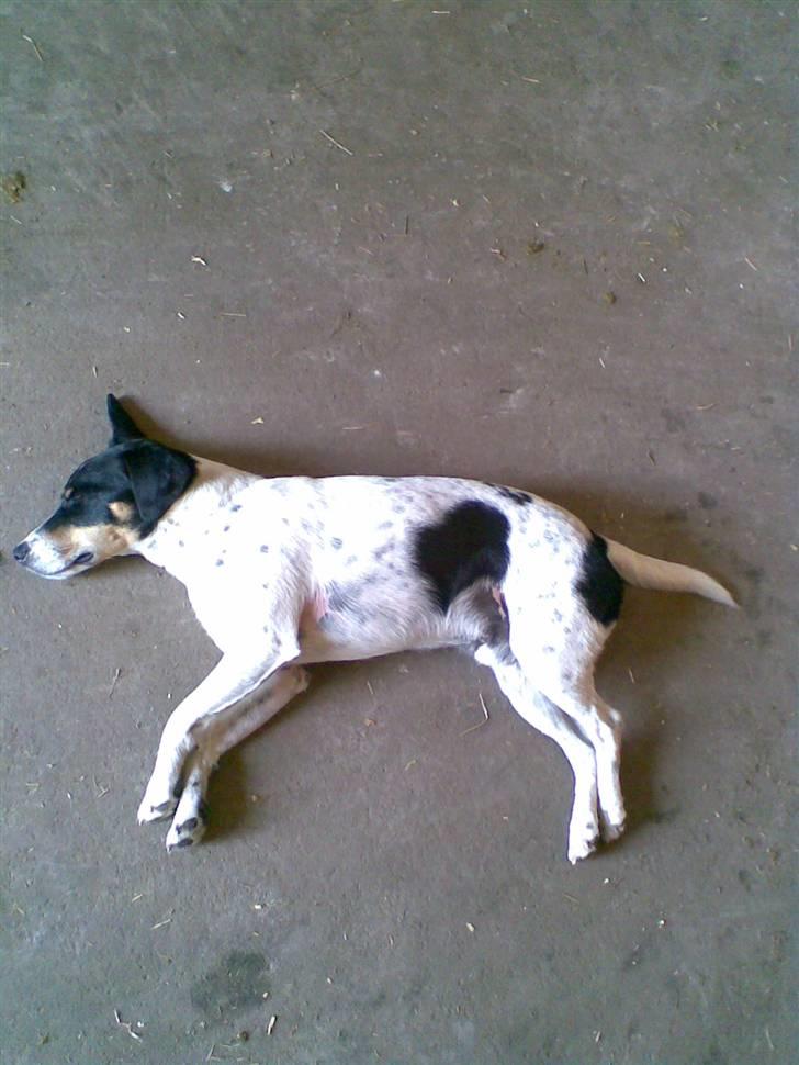 Dansk svensk gaardhund Balue - Balue spiller død på staldgangen billede 11