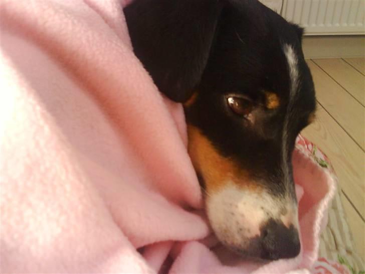 Dansk svensk gaardhund Balue billede 12