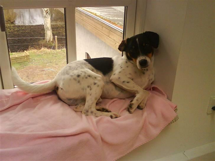 Dansk svensk gaardhund Balue - balue ligge i sit vindue billede 13