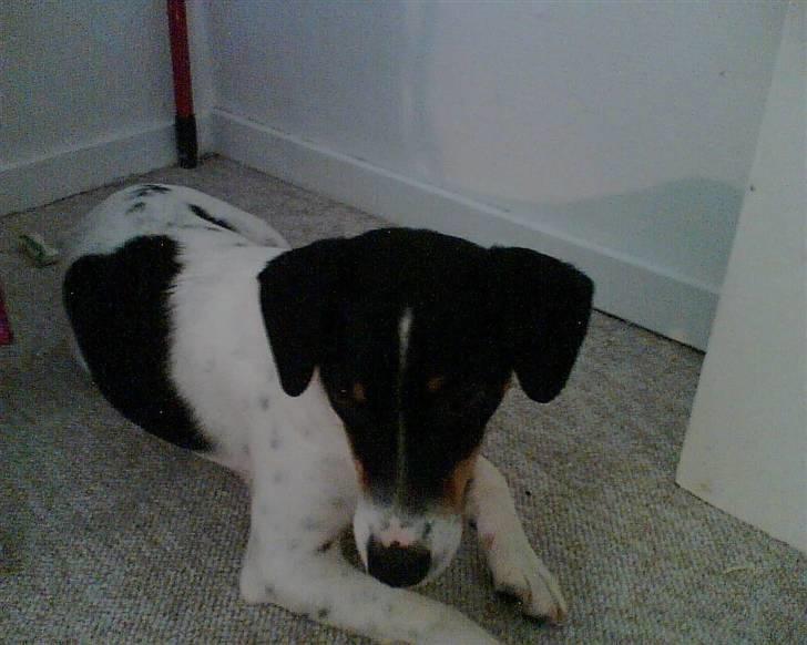 Dansk svensk gaardhund Balue billede 14