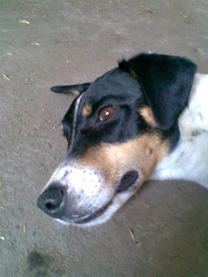 Dansk svensk gaardhund Balue billede 15