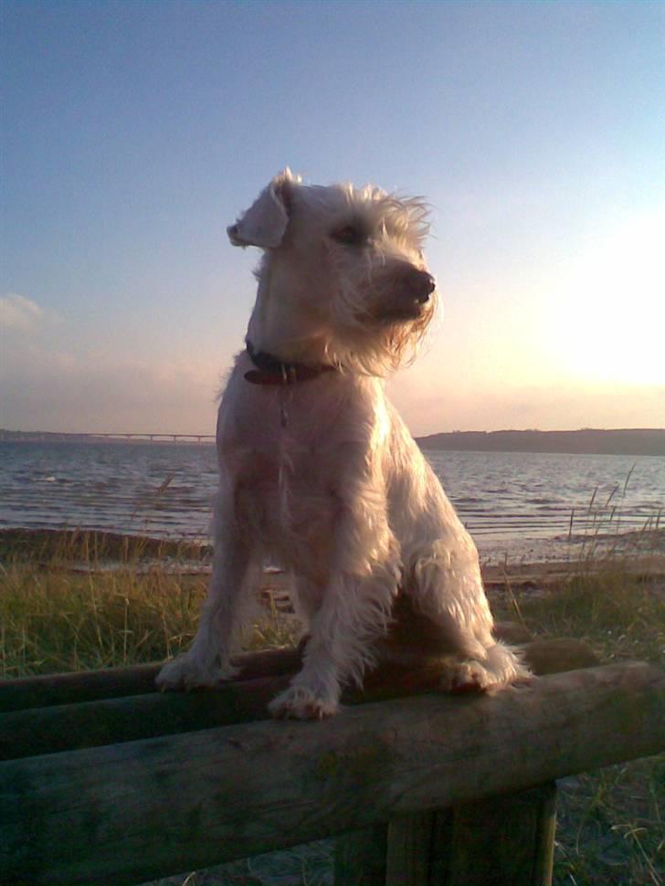 Dvaergschnauzer Egon billede 14