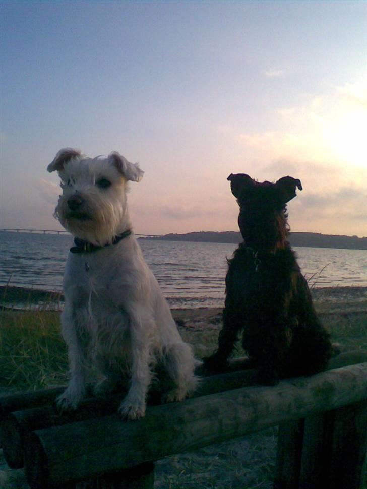 Dvaergschnauzer Egon - Ved stranden  billede 15