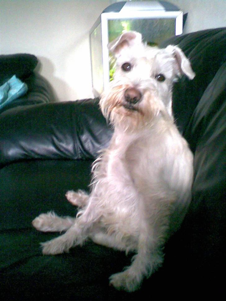 Dvaergschnauzer Egon - Her sidder jeg lige og slapper af billede 16