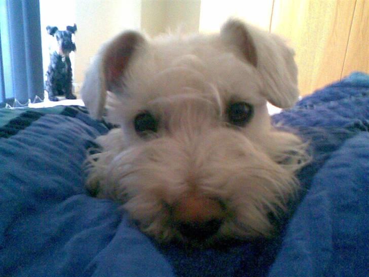 Dvaergschnauzer Egon - Putter i mor´s seng billede 17