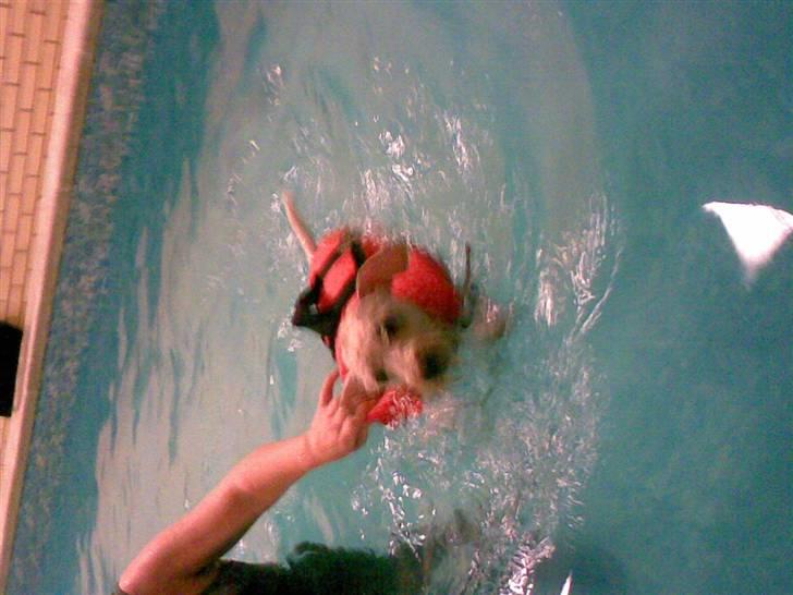 Dvaergschnauzer Egon - Når jeg er til svømning billede 18