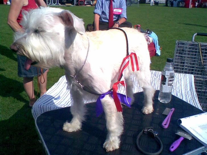 Dvaergschnauzer Egon - Et billede fra udstillingen i Vejen billede 19