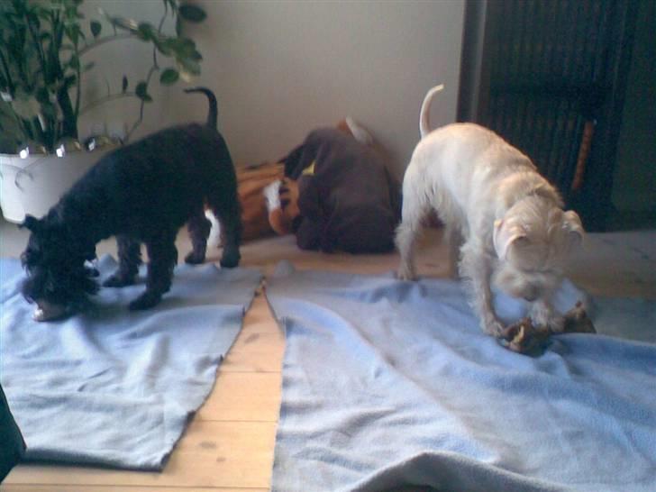 Dvaergschnauzer Laban - Dejligt med et kødben billede 13