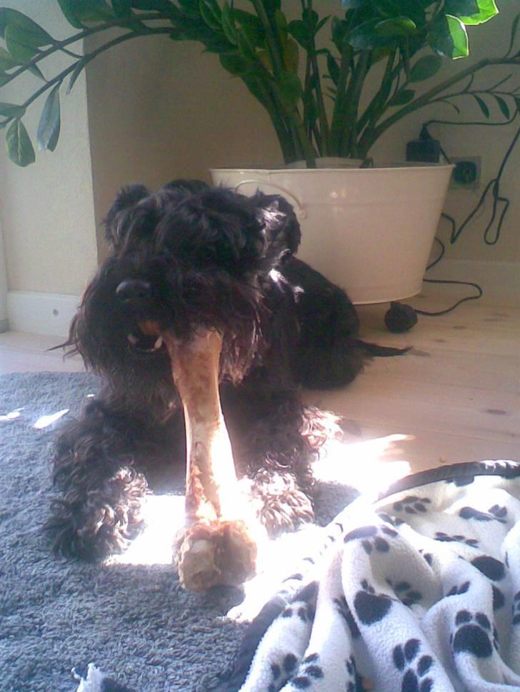 Dvaergschnauzer Laban - guf billede 14