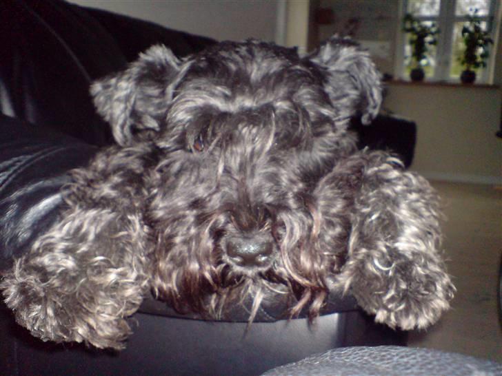 Dvaergschnauzer Laban - slapper af billede 15